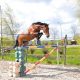 High quality 2019 allround Dutch warmblood foals by Contester II