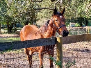 Lively Remarq Bay Thoroughbred Yearling Filly