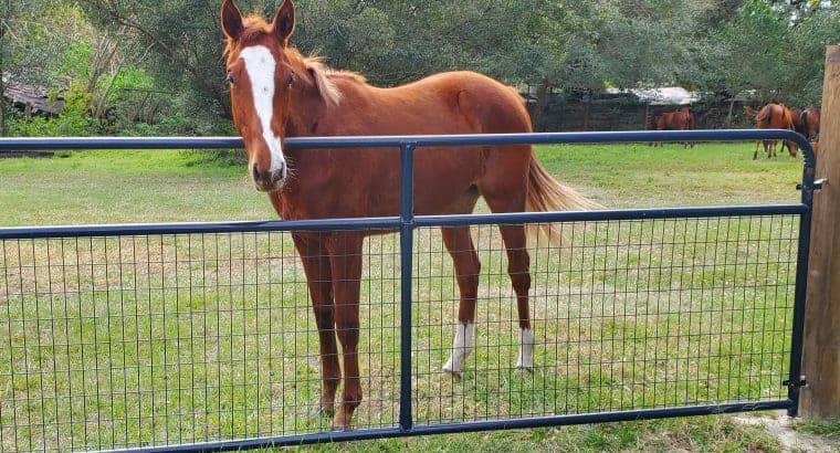Marq’sGroundShaker 2yr old Chestnut Thoroughbred filly