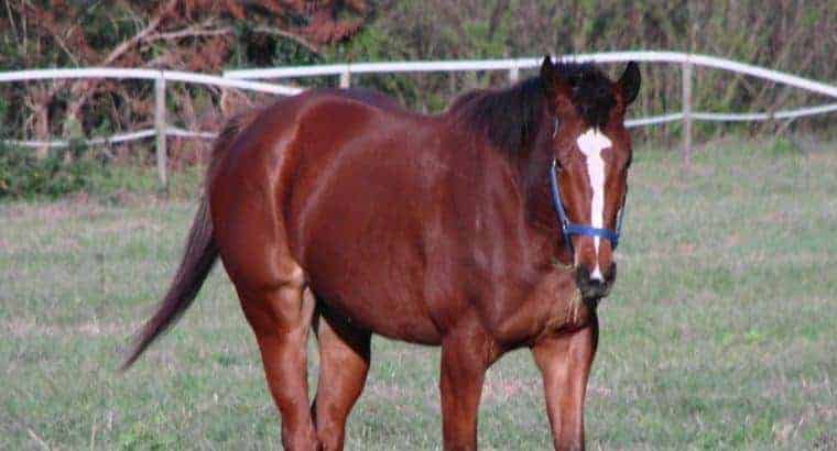 Marq’sGroundShaker 2yr old Chestnut Thoroughbred filly