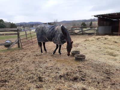 Kill pen rescue 19yr ottb son of Unbridled sound and rideable