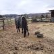 Kill pen rescue 19yr ottb son of Unbridled sound and rideable