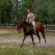 American Warmblood Gelding Dressage Schoolmaster – Trail Horse DELUXE