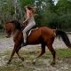 American Warmblood Gelding Dressage Schoolmaster – Trail Horse DELUXE