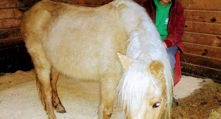 Very typey Welsh cross palomino pony mare