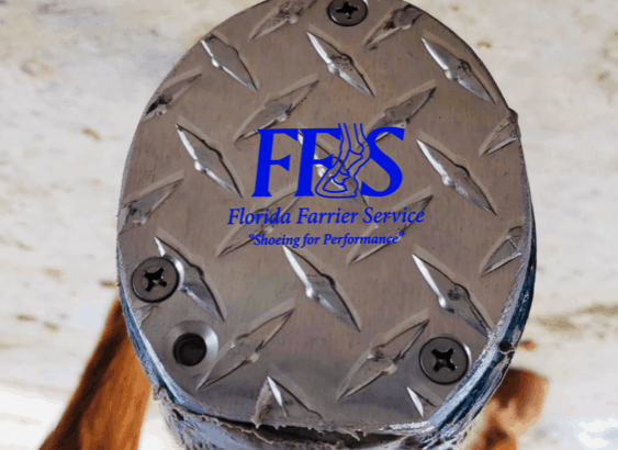 Multi Farrier Practice servicing Florida
