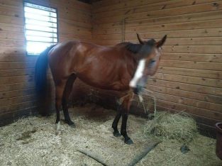 Beautiful 7yr ottb bay mare sound and sane great on trails