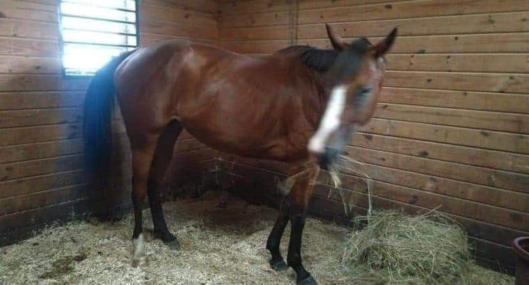 Beautiful 7yr ottb bay mare sound and sane great on trails