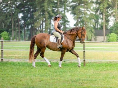 Tall 16.2hh Andalusian 7yr old Mare