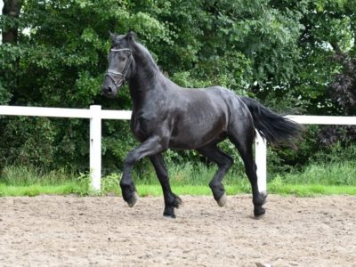 Exceptional new 16.1 hand friesian for sale