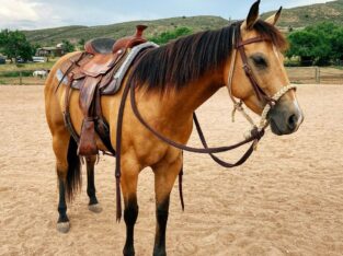 9-years-old, 15.1hh AQH mare